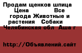 Продам щенков шпица › Цена ­ 20 000 - Все города Животные и растения » Собаки   . Челябинская обл.,Аша г.